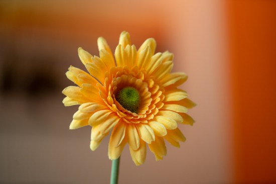 Hypnose Deko Gerbera quer 1_DSC0323