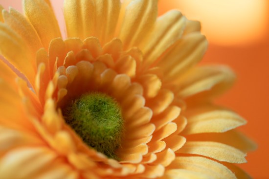 Hypnose Deko Gerbera quer 2_DSC0325